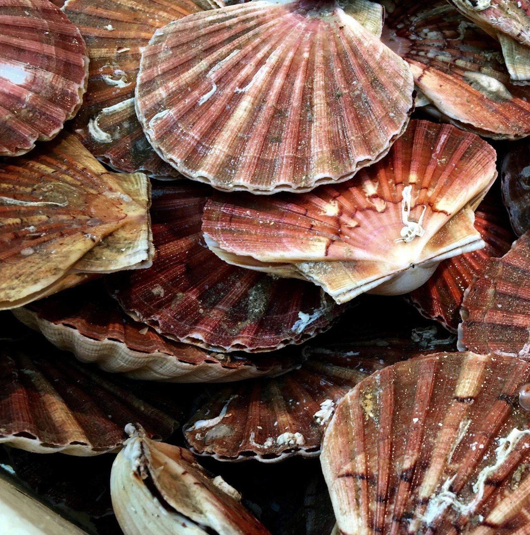 Coquilles Saint-Jacques